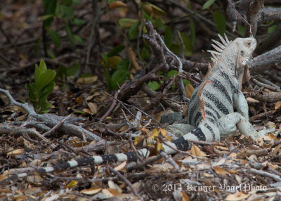 Green Iguana 2968.jpg