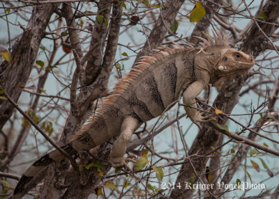 Green Iguana 2972.jpg