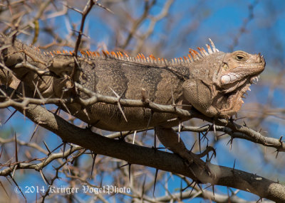 Green Iguana 3060.jpg