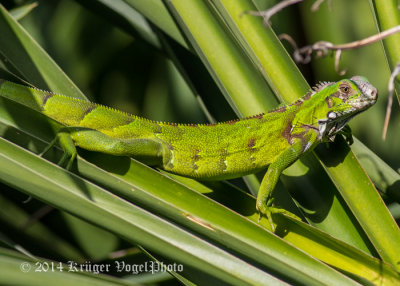 Green Iguana (young) 2562.jpg