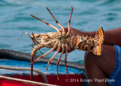 Lobster 2786.jpg