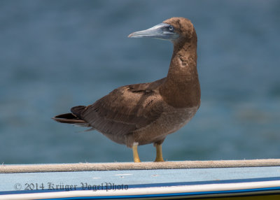 Brown Booby (29)