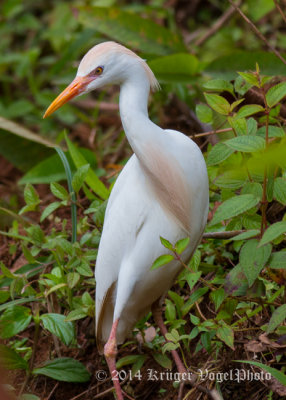 Cattle Egret (5)