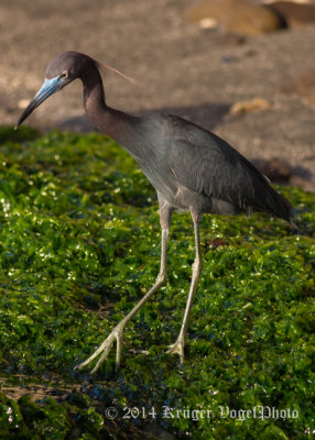 Little Blue Heron 3215.jpg