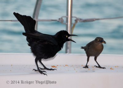 Carib Grackle (6 & 1 video)