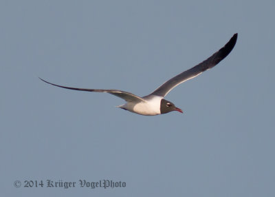 Laughing Gull 2696.jpg