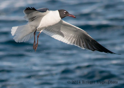 Laughing Gull 2711.jpg