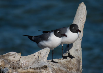 Laughing Gulls 3041.jpg