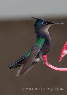 Antillean Crested Hummingbird (3)