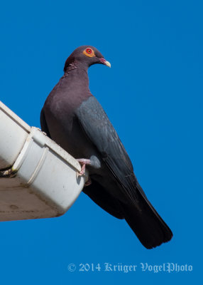 Red-billed Pigeon (3)