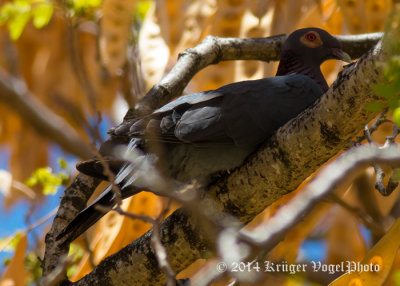 Red-billed Pigeon 3090.jpg