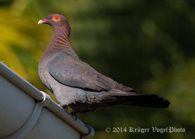 Red-billed Pigeon 3147.jpg