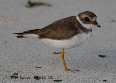 Semipalmated Plover 2900.jpg