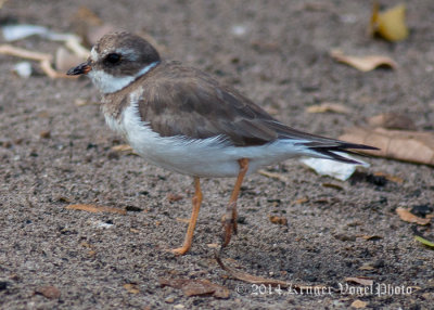 Semipalmated Plover 3037.jpg