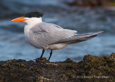 Terns