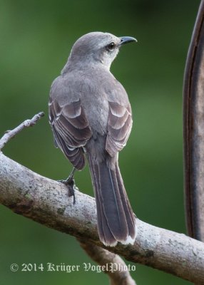 Tropical Mockingbird (5)