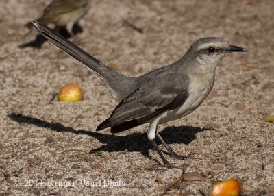 Tropical Mockingbird 3027.jpg