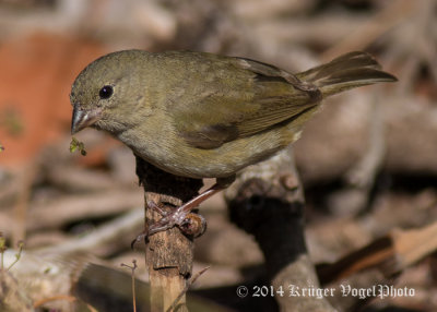 Black-faced Grassquit (female) 2668.jpg