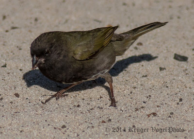 Black-faced Grassquit (male) 3021.jpg