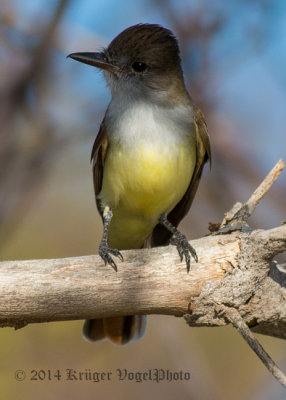 Grenada Flycatcher 3032.jpg