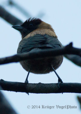 Lesser Antillean Tanager  3301.jpg