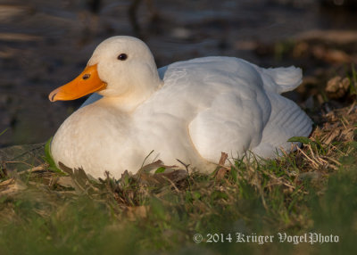 White Pekin Duck 3840.jpg