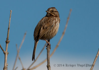 Song Sparrow 3761.jpg