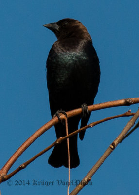 Brown-headed Cowbird (3)