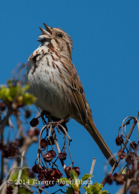 Song Sparrow 3850.jpg