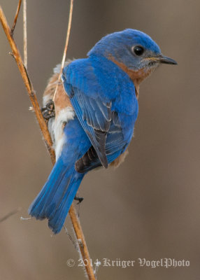 Eastern Bluebird (15)