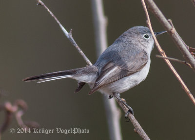 Blue-gray Gnatcatcher (female) 3989.jpg