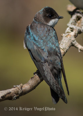 Tree Swallow (young female) 4039.jpg