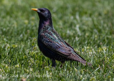 European Starling (4)