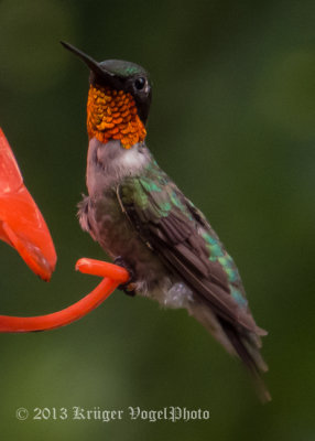 Ruby-throated Hummingbird (male) 1150.jpg