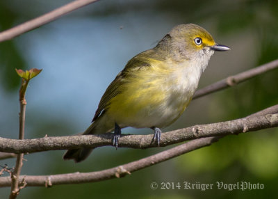 White-eyed Vireo 4302.jpg