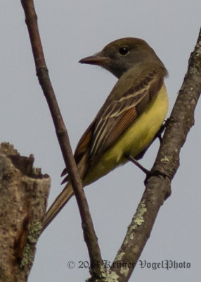Great Crested Flycatcher (4)