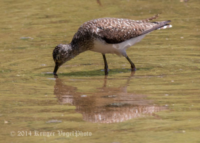 Solitary Sandpiper 4473.jpg