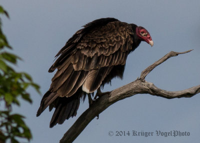 Turkey Vulture 4489.jpg
