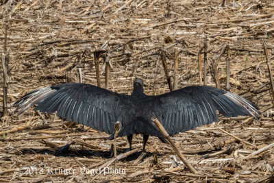 Black Vulture 0441.jpg