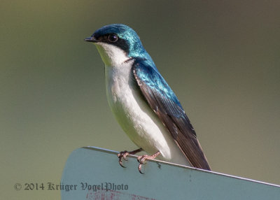 Tree Swallow 4488.jpg