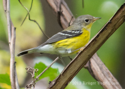 Magnolia Warbler 1870.jpg