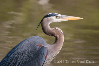 Great Blue Heron 4562.jpg