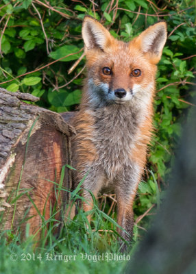 Red Fox 4588.jpg
