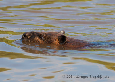 Beaver 4620.jpg