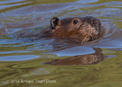 Beaver 4623.jpg