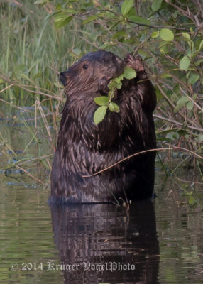 Beaver (7)