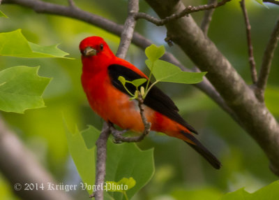 Scarlet Tanager (male) 4706.jpg