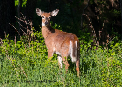 White-tailed Deer (5)