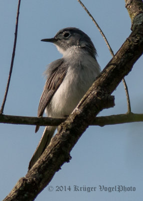 Blue-gray Gnatcatcher 4754.jpg