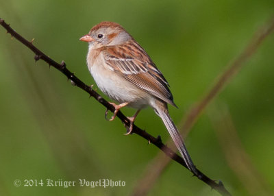 Field Sparrow (3)
